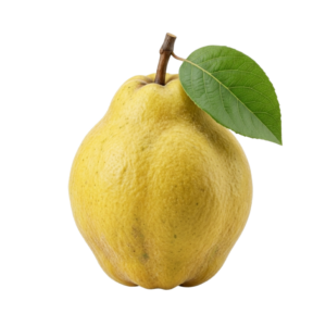 امرود اول — Guava