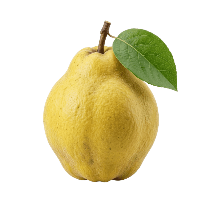 امرود اول — Guava