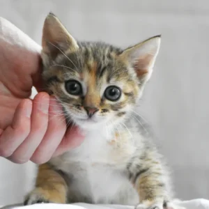 Pet Food
